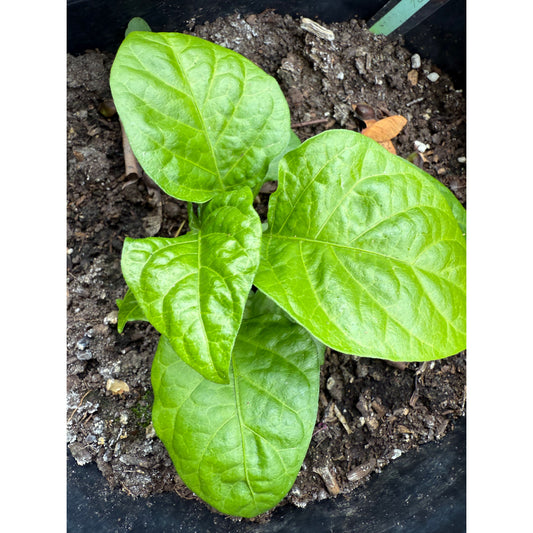 7 Pot Chaguanas - Yellow Hot Pepper Seeds