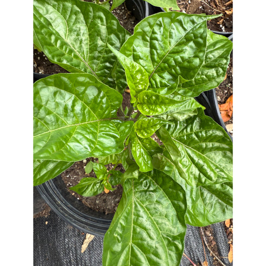 7 Pot Chaos Red Hot Pepper Seeds