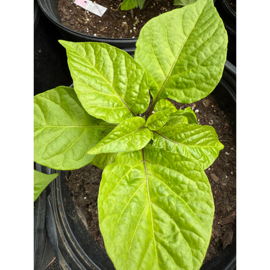 7 Pot Dragons Breath Stinger Hot Pepper Seeds