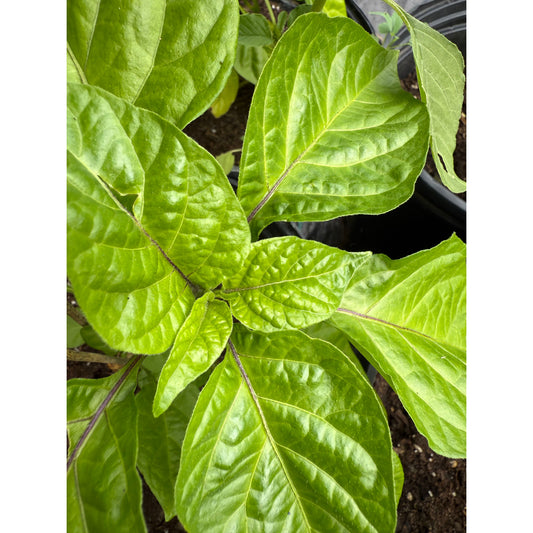 7 Pot Dragons Breath Yellow Hot Pepper Seeds