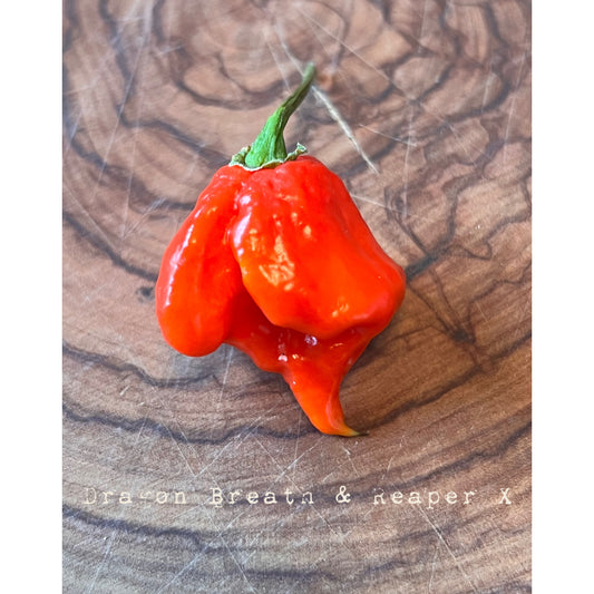 7 Pot Dragon's Breath & Carolina Reaper X - Hot Pepper Seeds