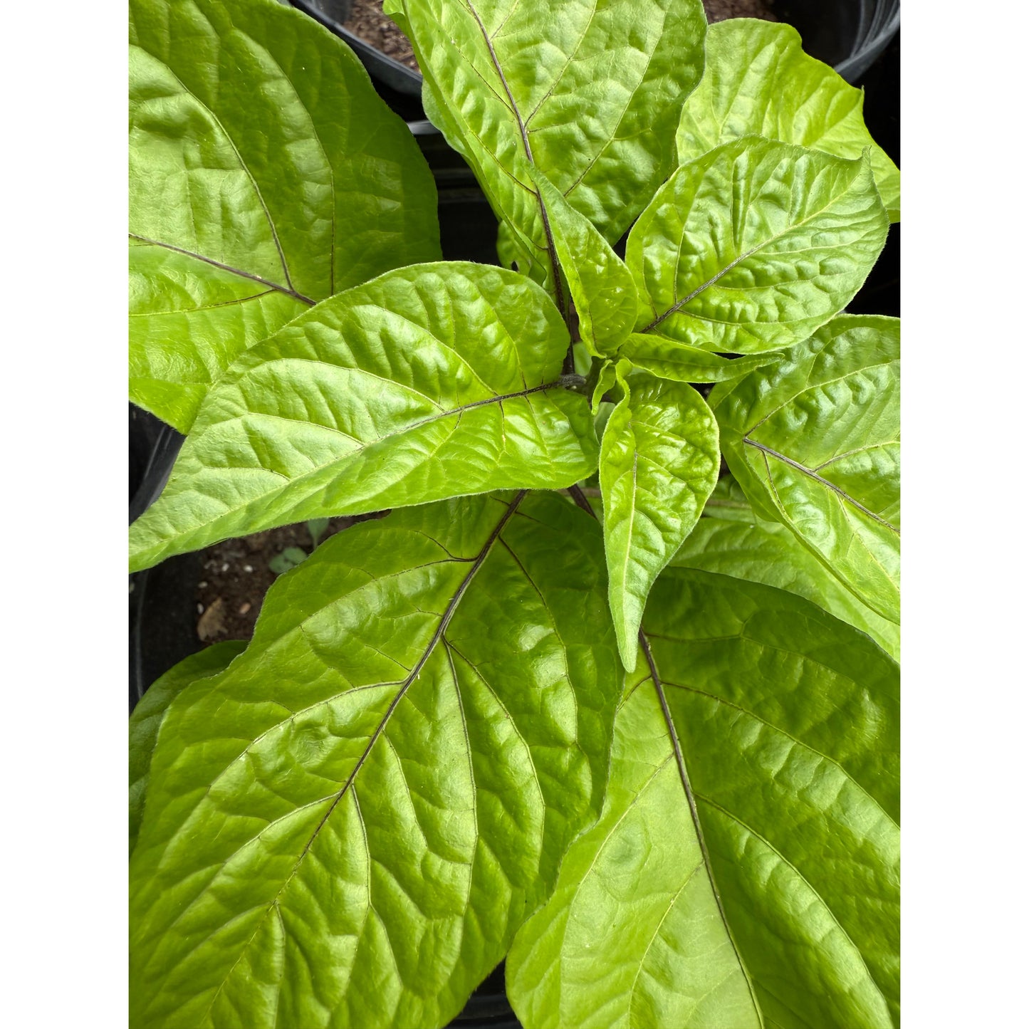 7 Pot Dragon's Breath & Carolina Reaper X - Hot Pepper Seeds