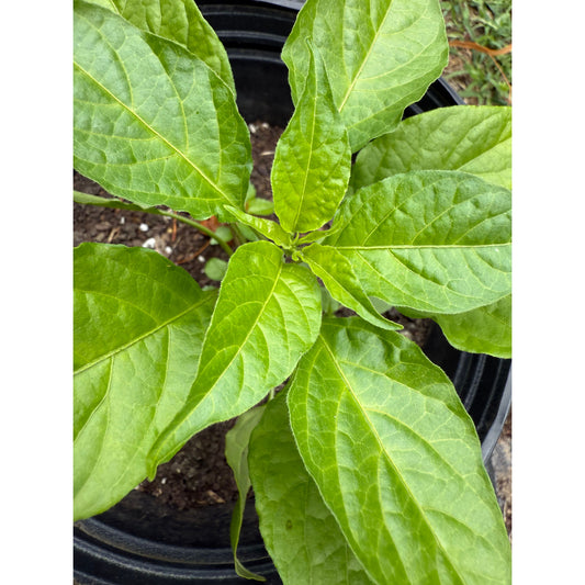 7 Pot Merlot Hot Pepper Seeds