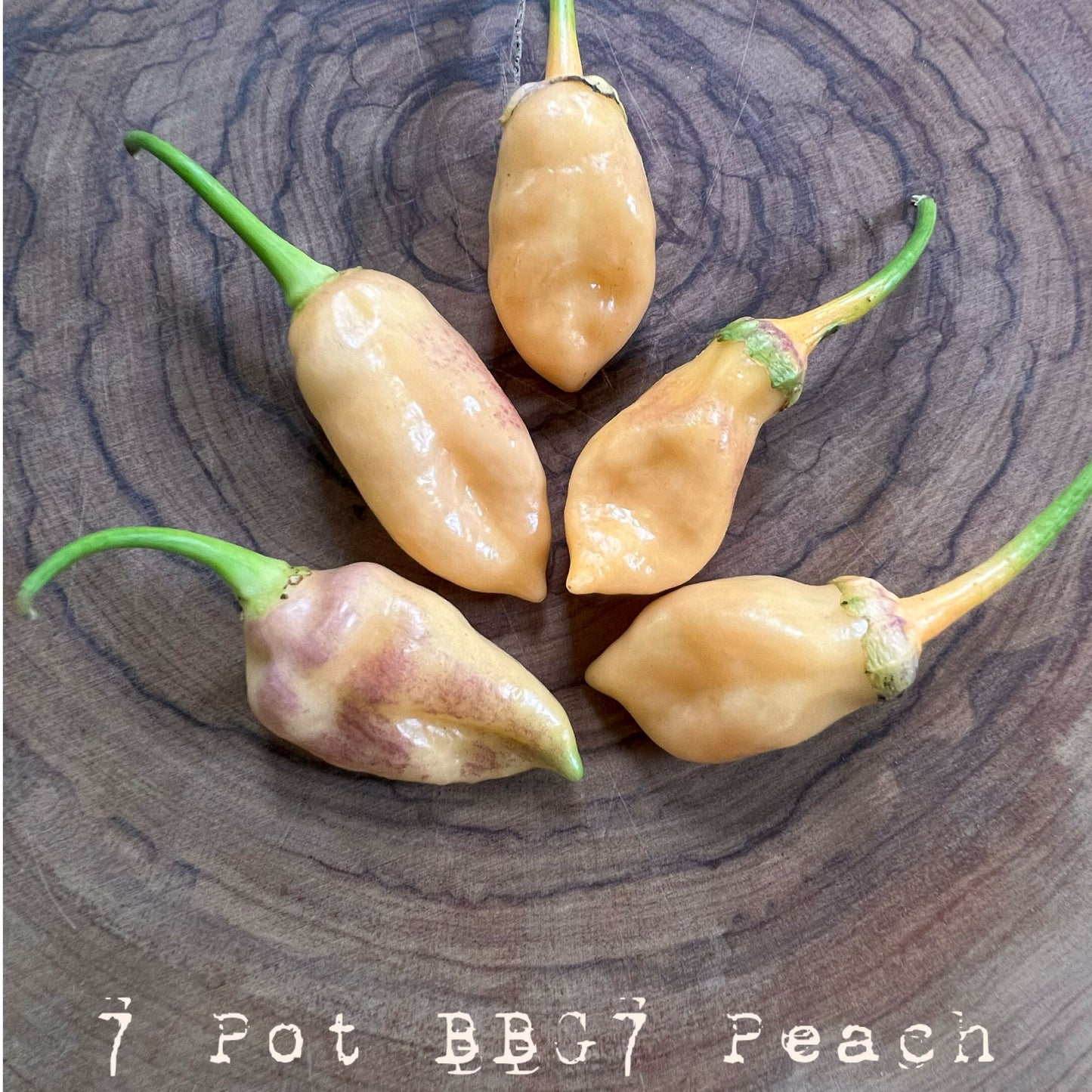 7 Pot BBG7 Peach Hot Pepper Seeds