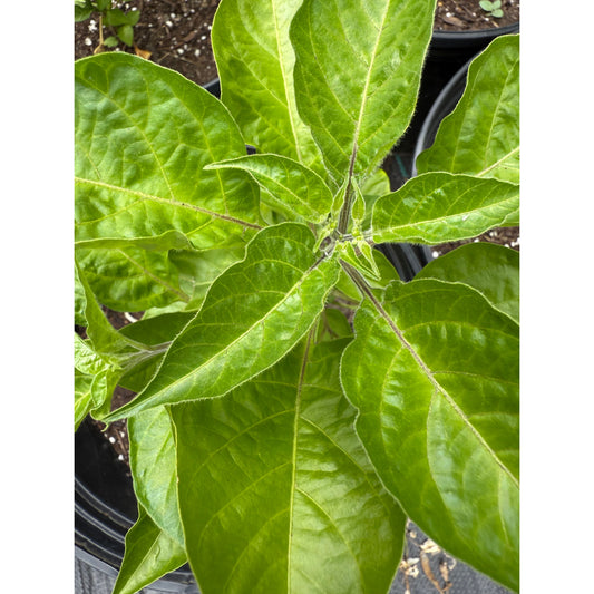 7 Pot Pickle  Hot Pepper Seeds
