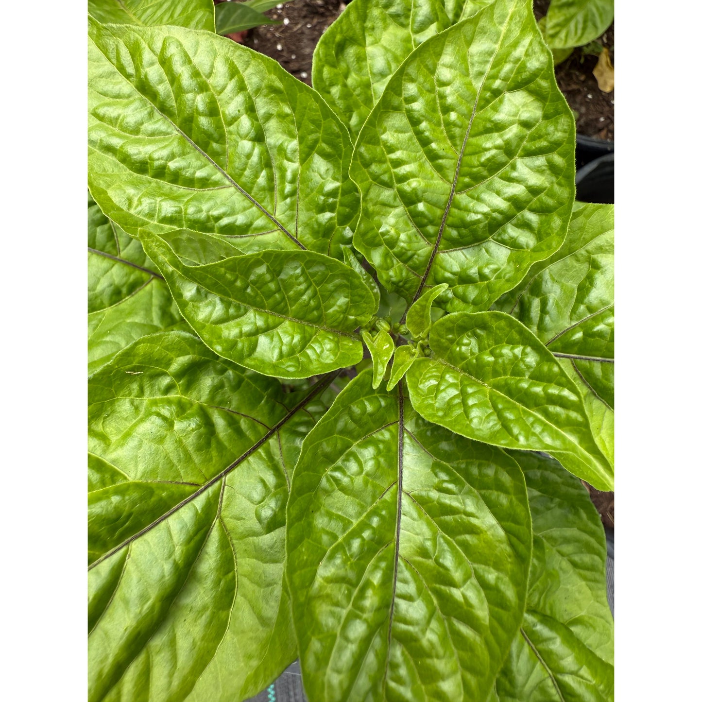 7 graines de piment rose fort en pot