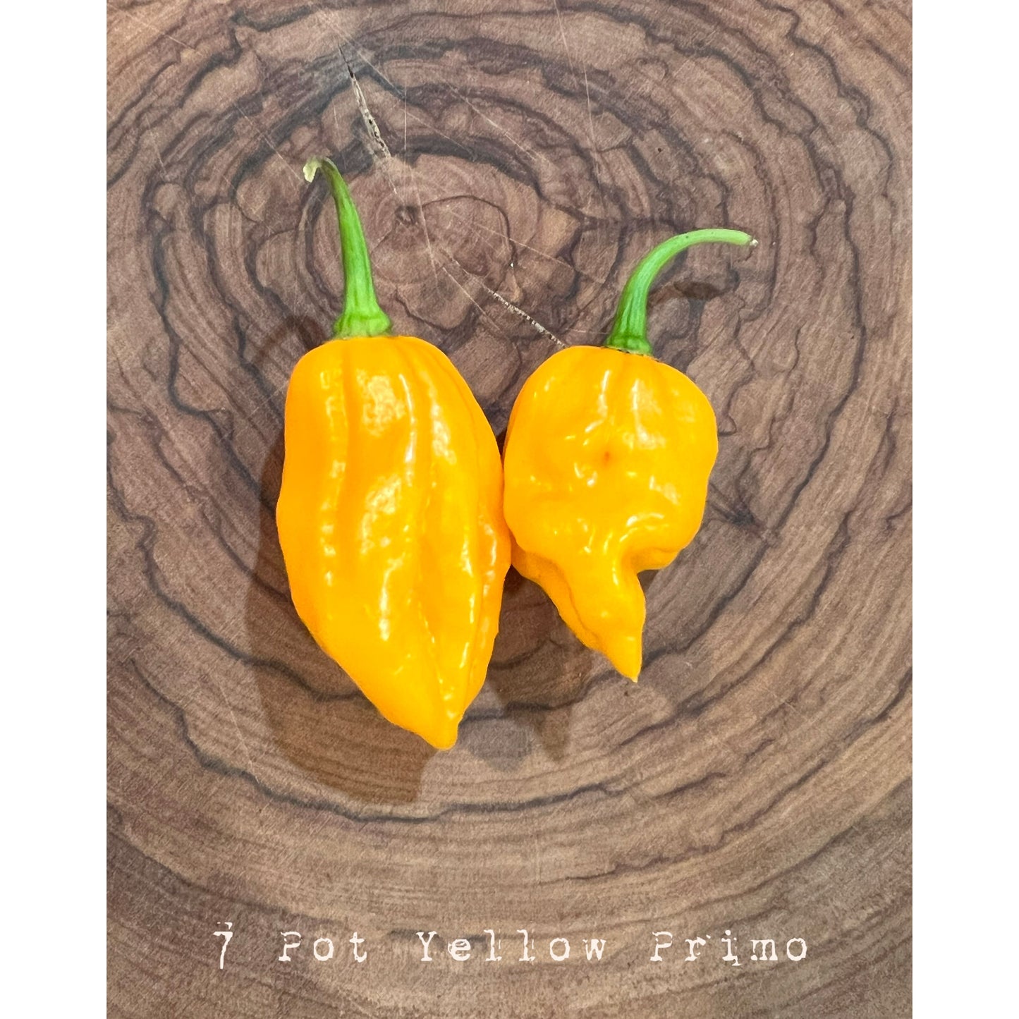 7 Pot Primo Yellow - Hot Pepper Seeds