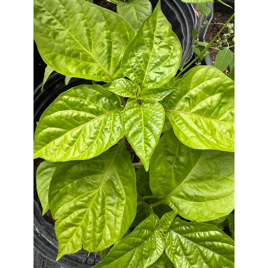 7 Pot SR Congo Hot Pepper Seeds