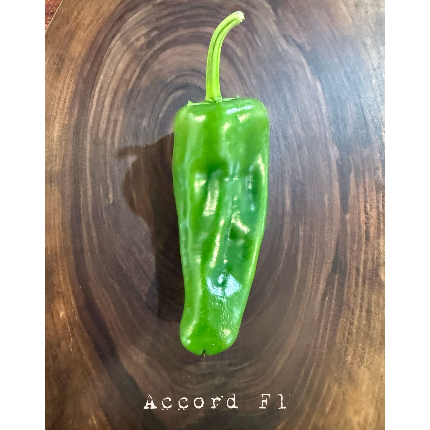 Graines de piment fort Accord F1