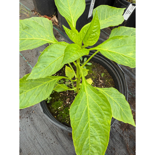 Aconcagua (Giant) (Heirloom) Hot Pepper Seeds