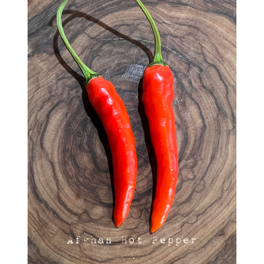 Afghan Hot Peppers - Hot Pepper Seeds