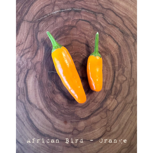 African Bird - Orange - Hot Pepper Seeds