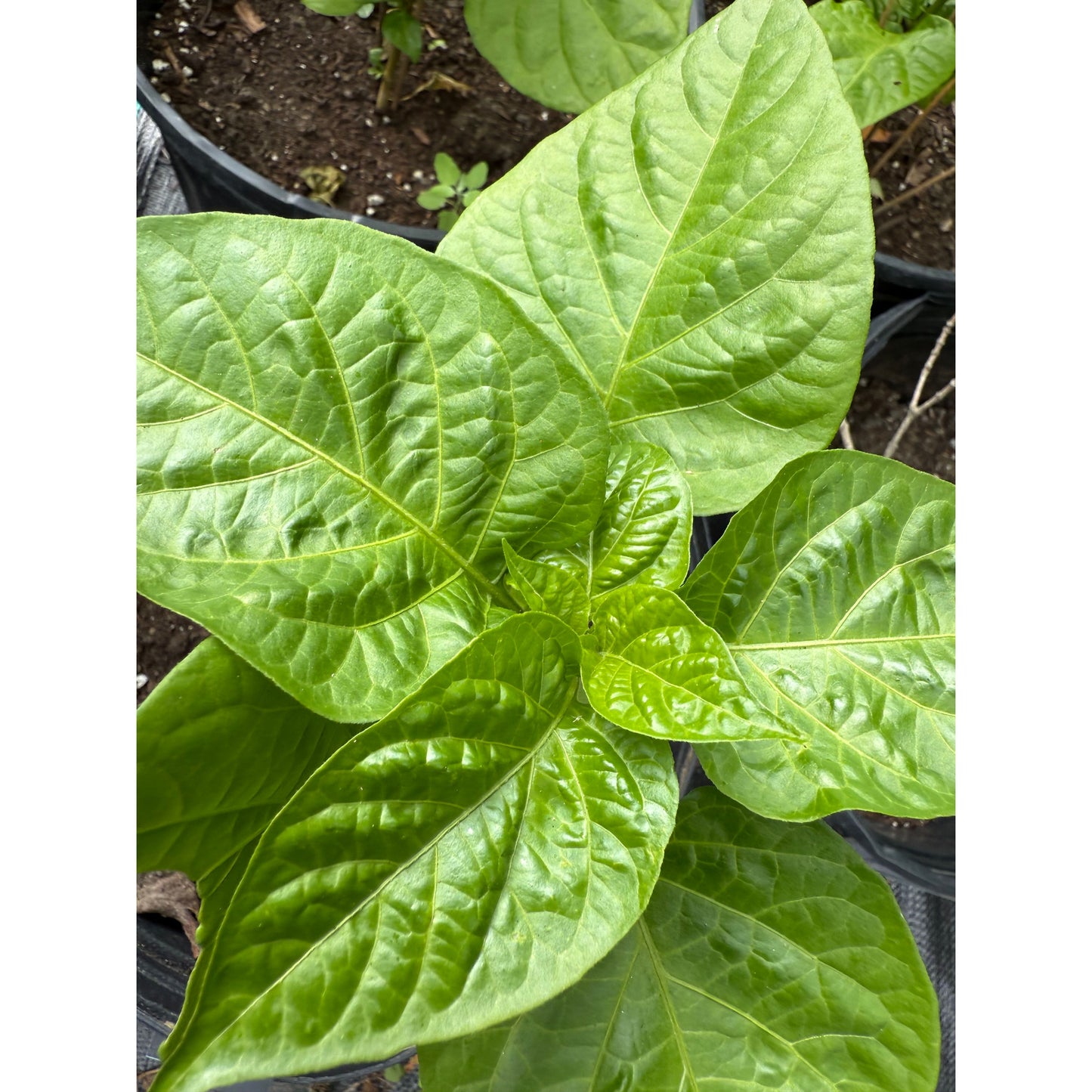 Graines de piment fort « langue d'Agata »