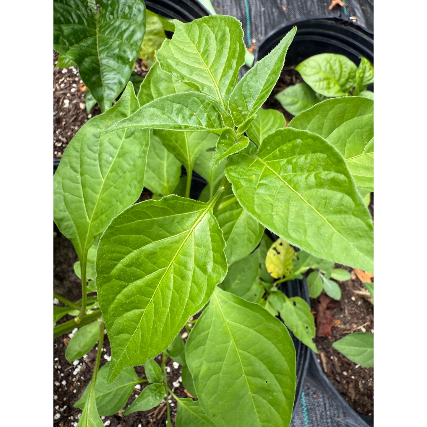 Graines de piment Aji Amarillo