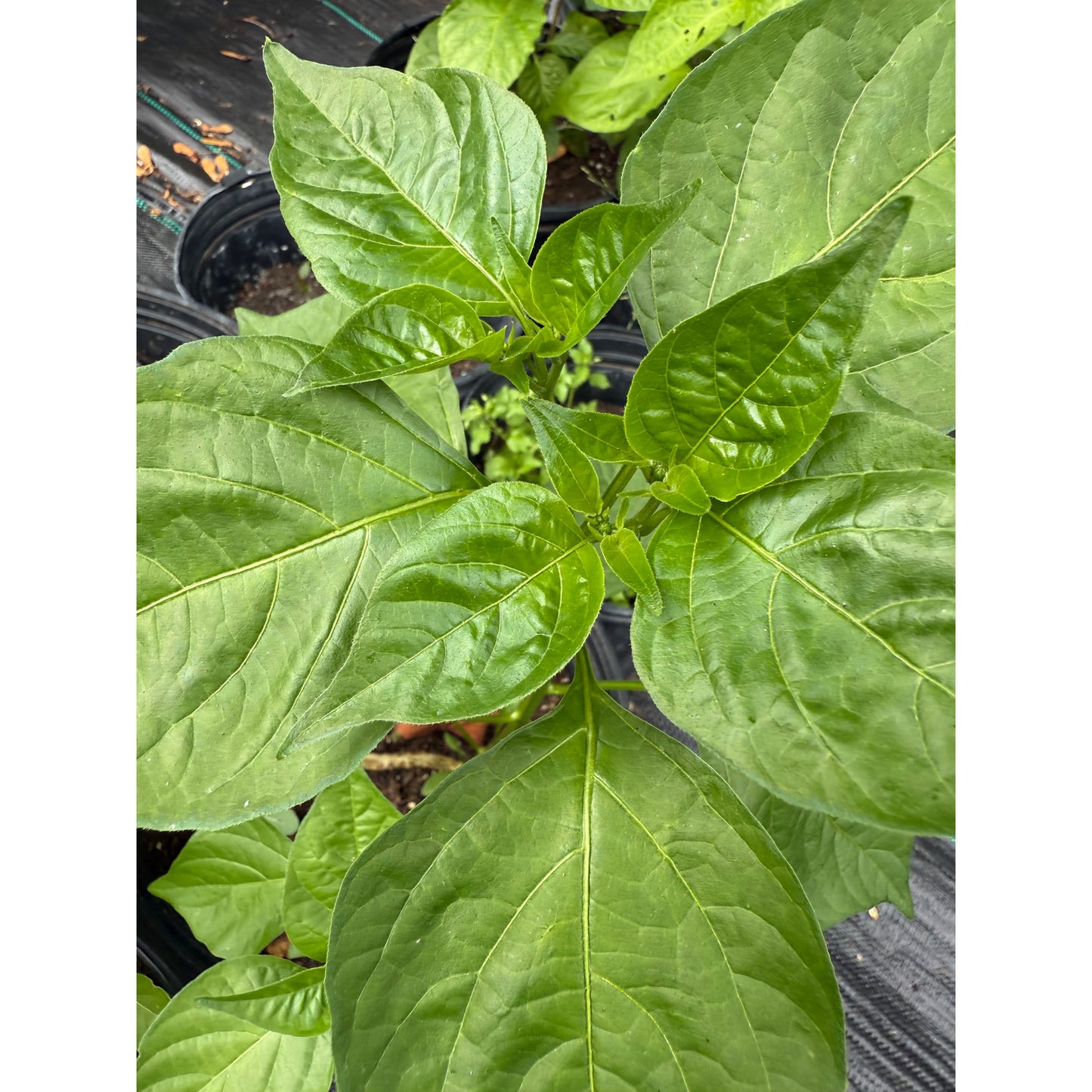Graines de piment fort Aji Angelo