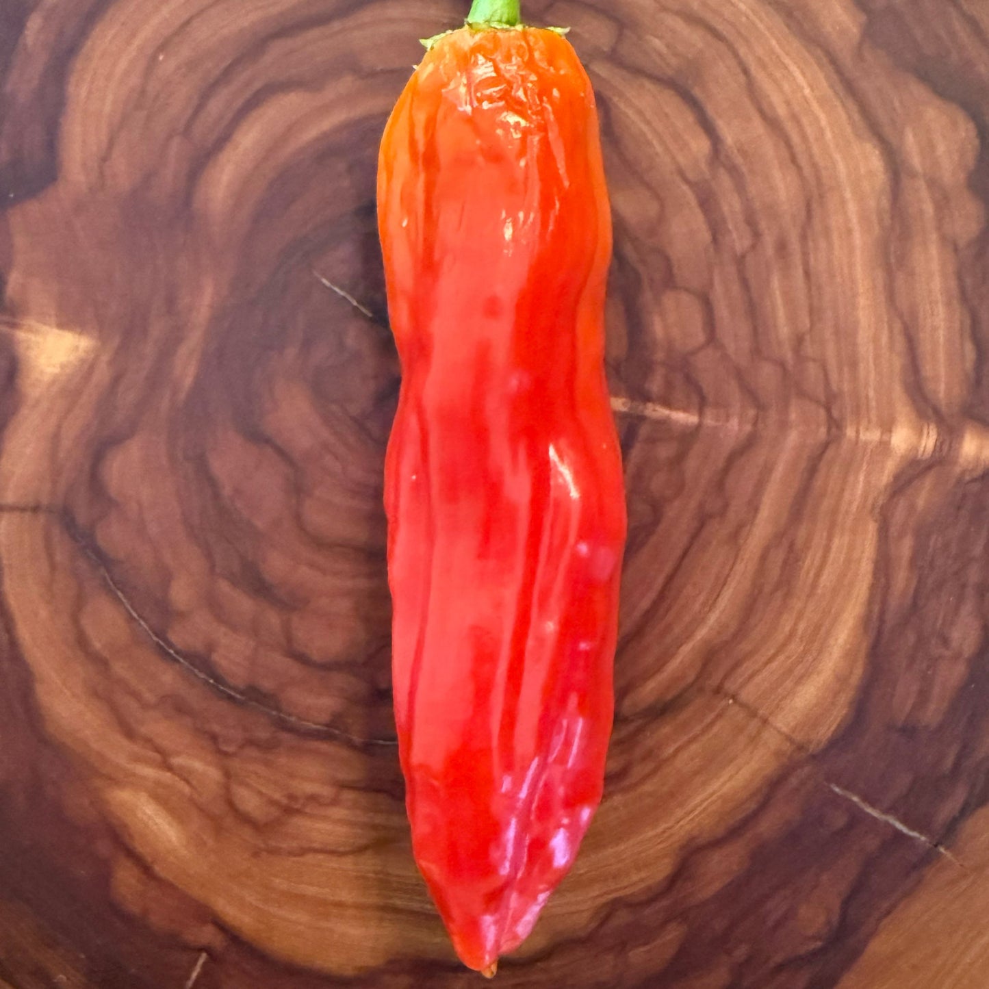 Graines de piment fort Aji Angelo
