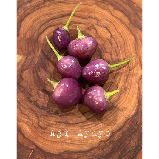 Aji Ayuyo - Hot Pepper Seeds