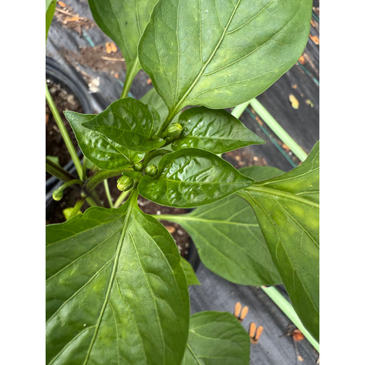 Aji Cereza Hot Pepper Seeds
