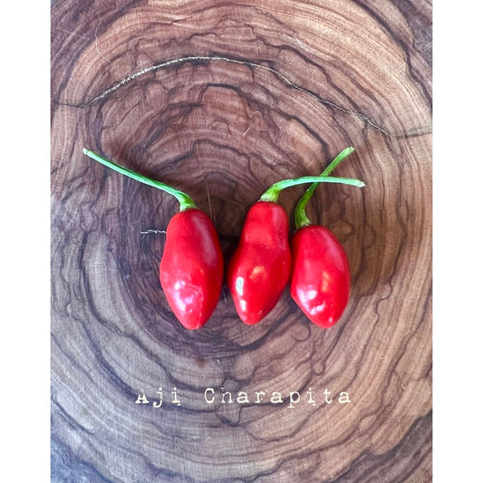 Aji Charapita - Red Thumb Hot Pepper Seeds