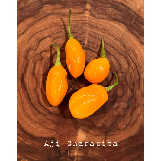 Aji Charapita - Gold Thumb Heirloom  Hot Pepper Seeds