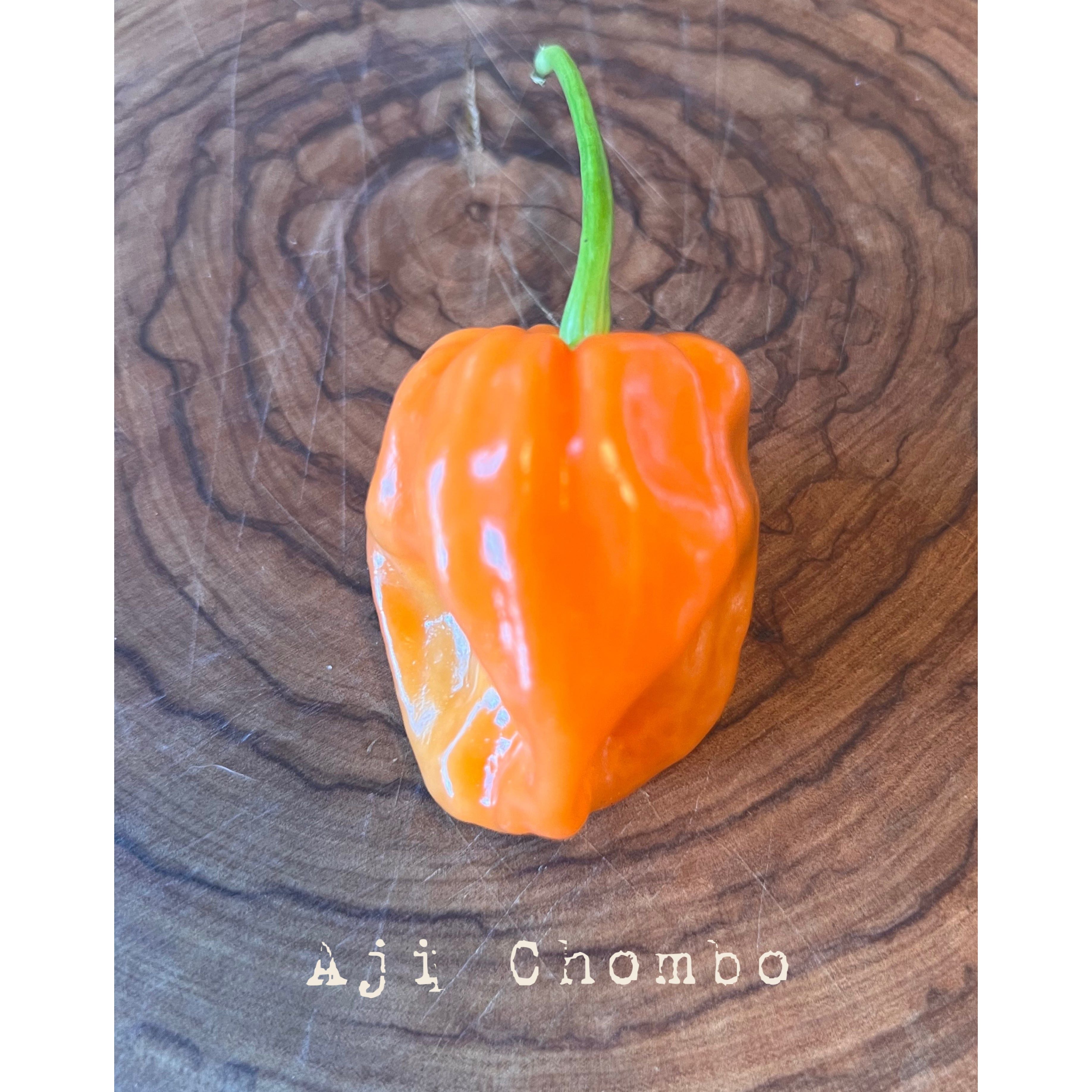 Aji Chombo - Hot Pepper Seeds – Twelfth Fire Hot Pepper Co.