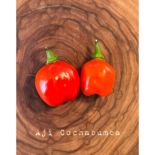 Aji Cochabamba - Hot Pepper Seeds