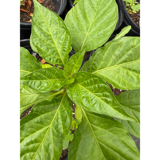 Aji Dulce x Bahama Goat Hot Pepper Seeds