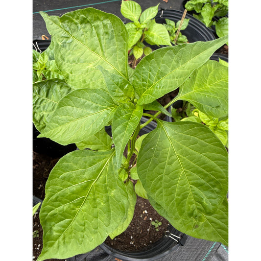 Aji Dulce Cachucha Hot Pepper Seeds