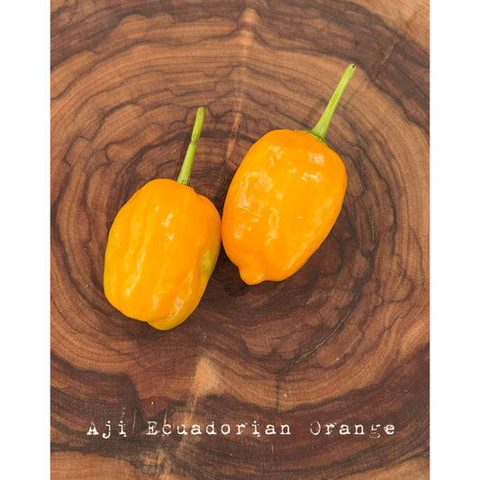 Aji Ecuadorian Orange - Hot Pepper Seeds