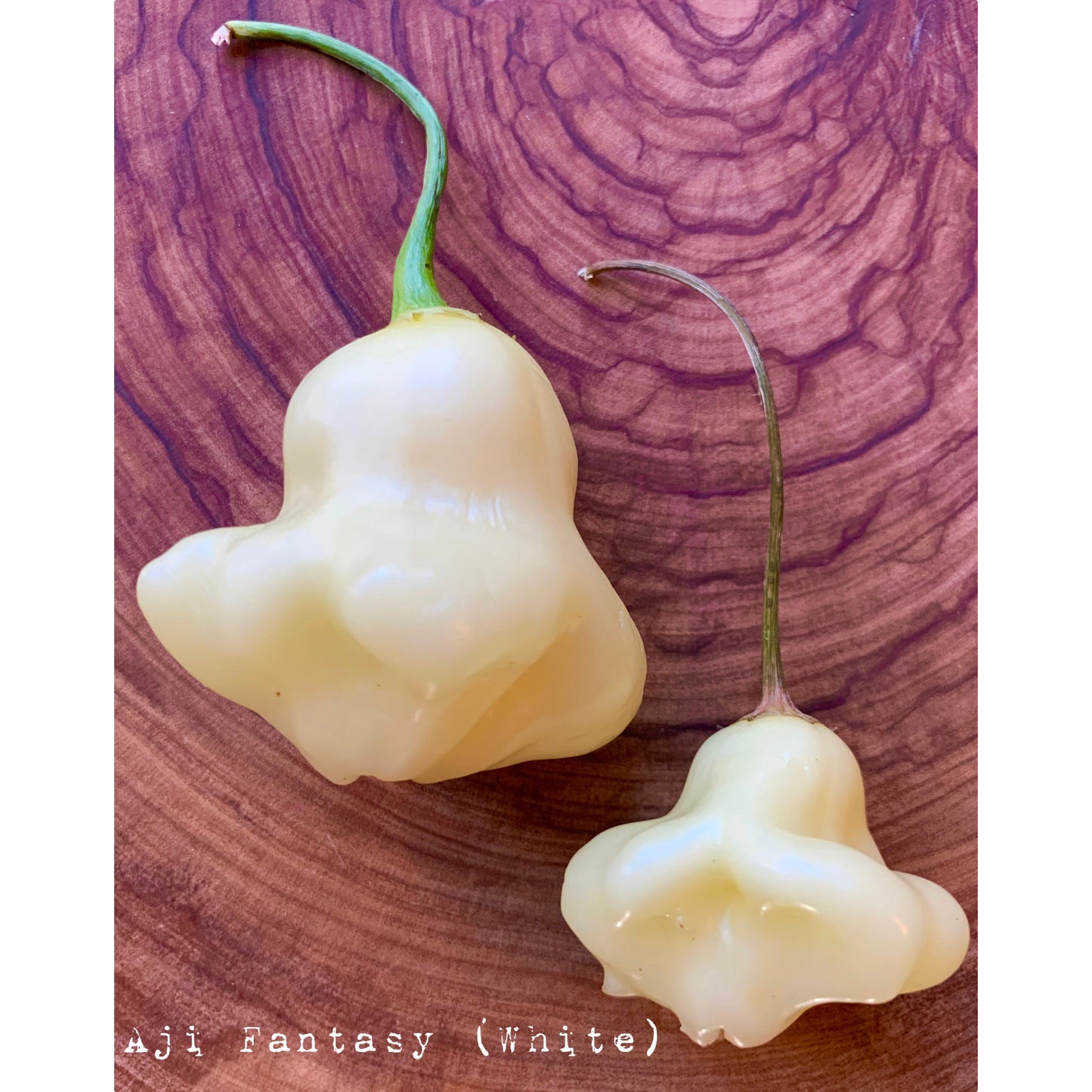 Aji Fantasy - White - Hot Pepper Seeds