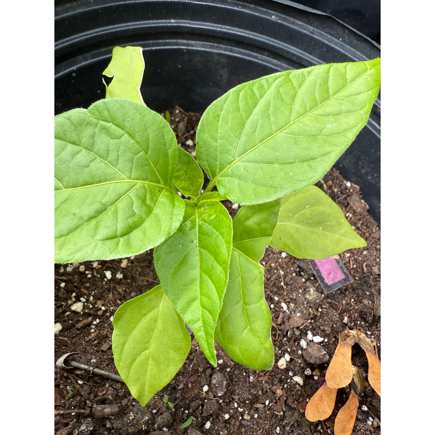 Graines de piment fort Aji Fantasy - Blanc