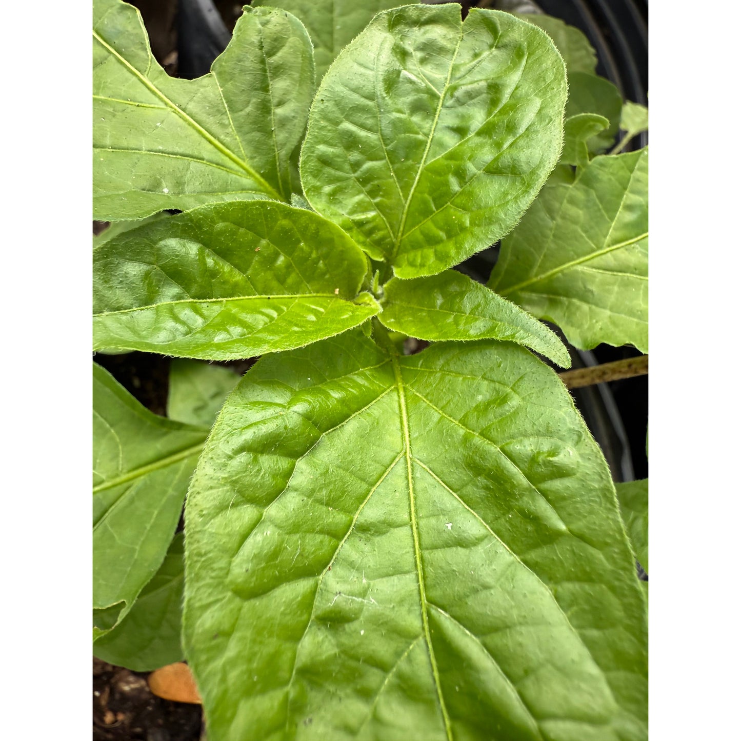 Aji Mango - Hot Pepper Seeds