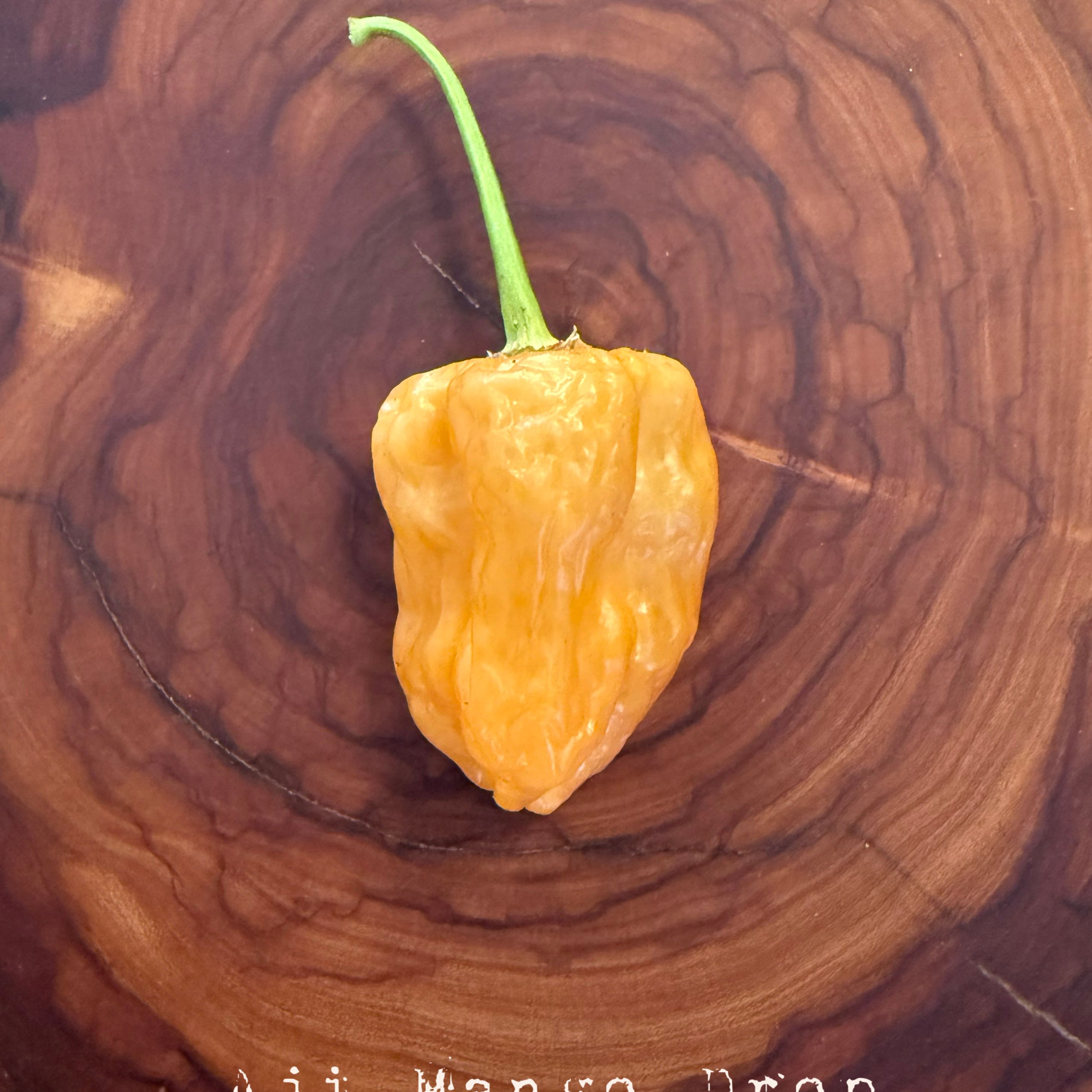 Aji Mango Drop Hot Pepper Seeds – Twelfth Fire Hot Pepper Co.