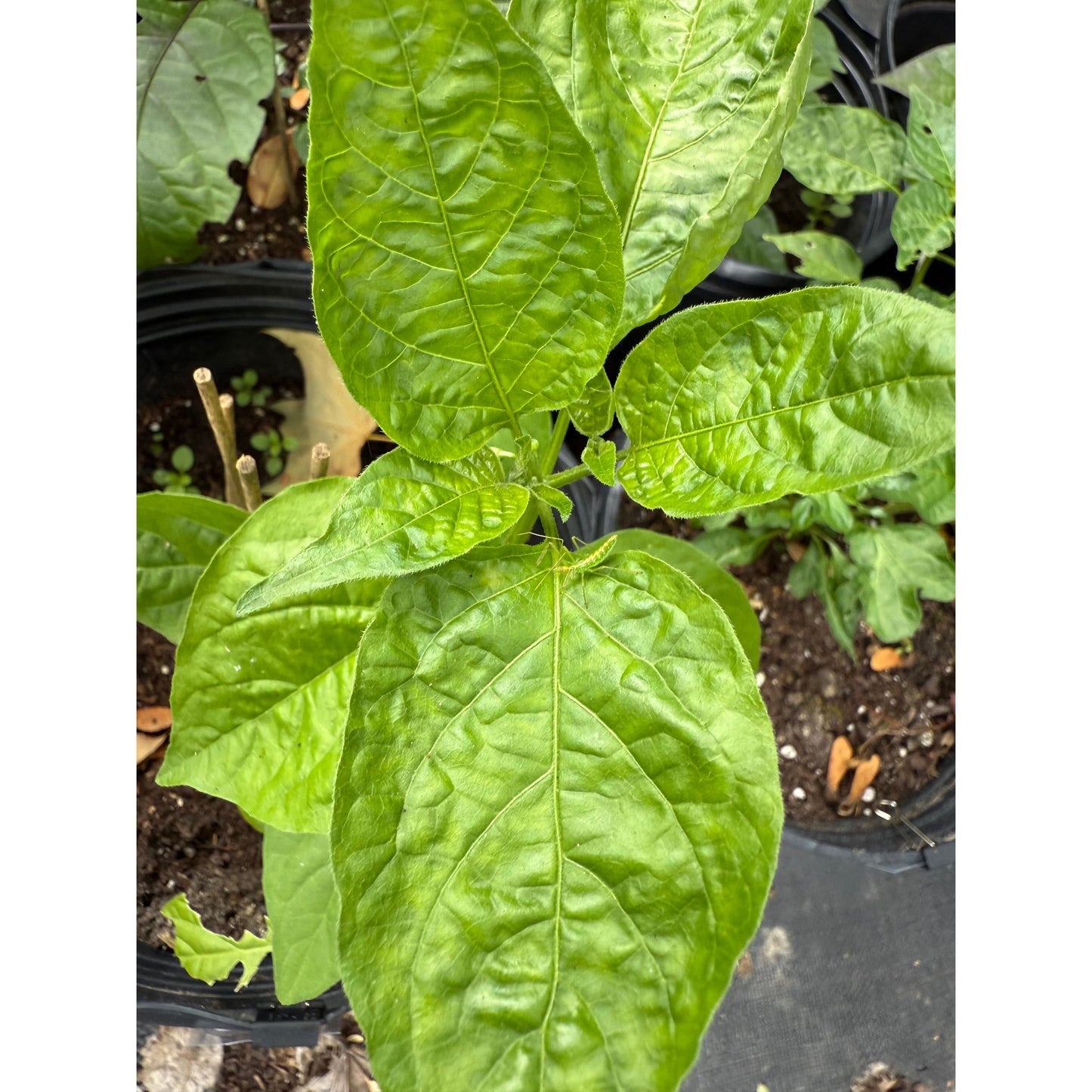Aji Melocoton - Hot Pepper Seeds