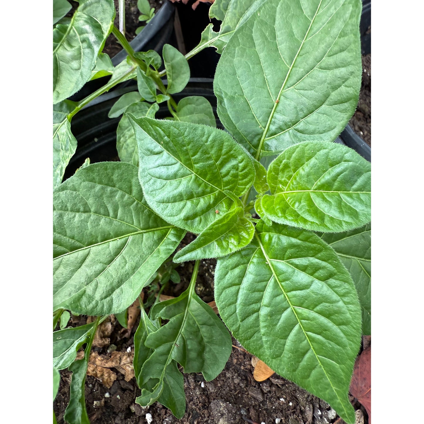 Aji Omnicolour Hot Pepper Seeds