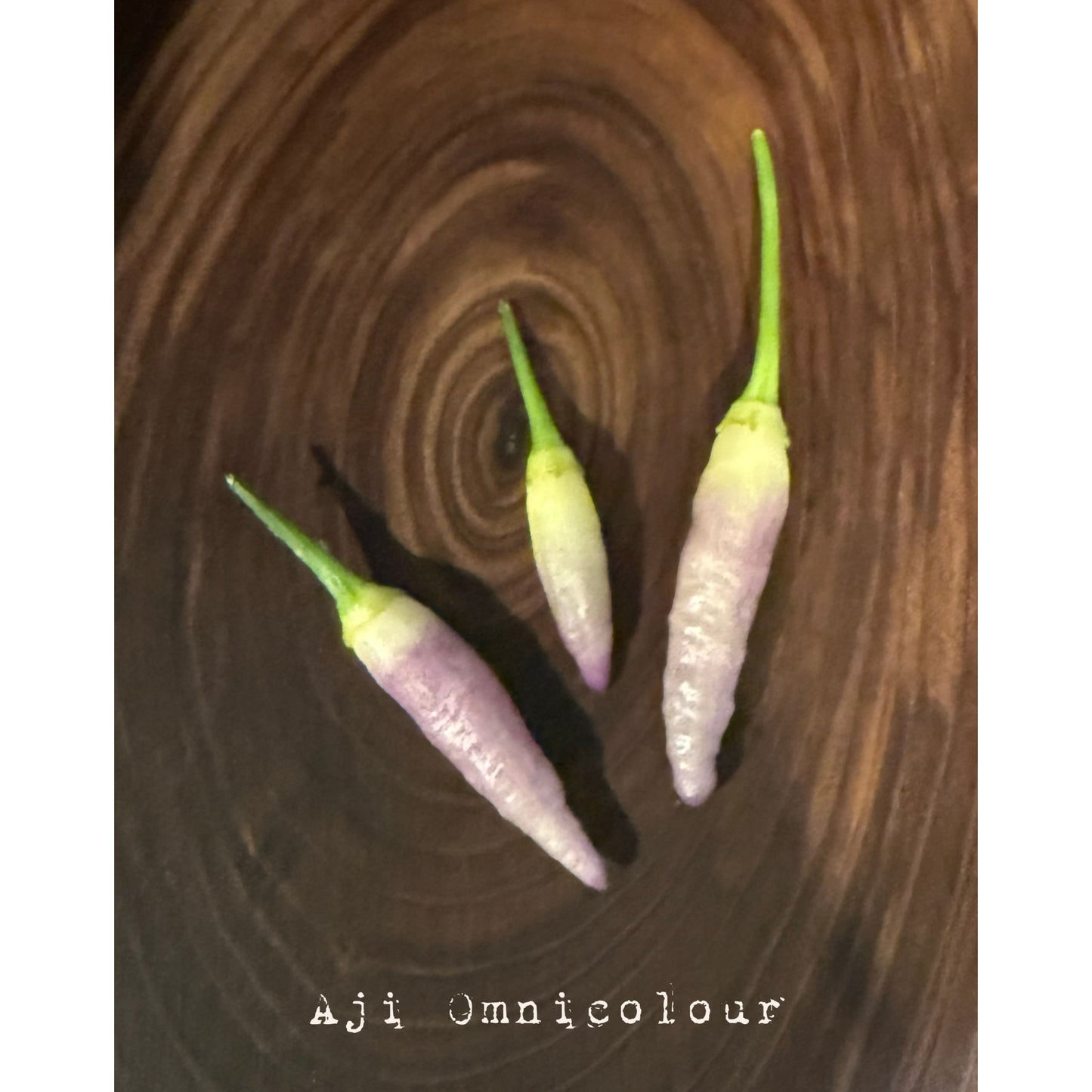 Aji Omnicolour Hot Pepper Seeds