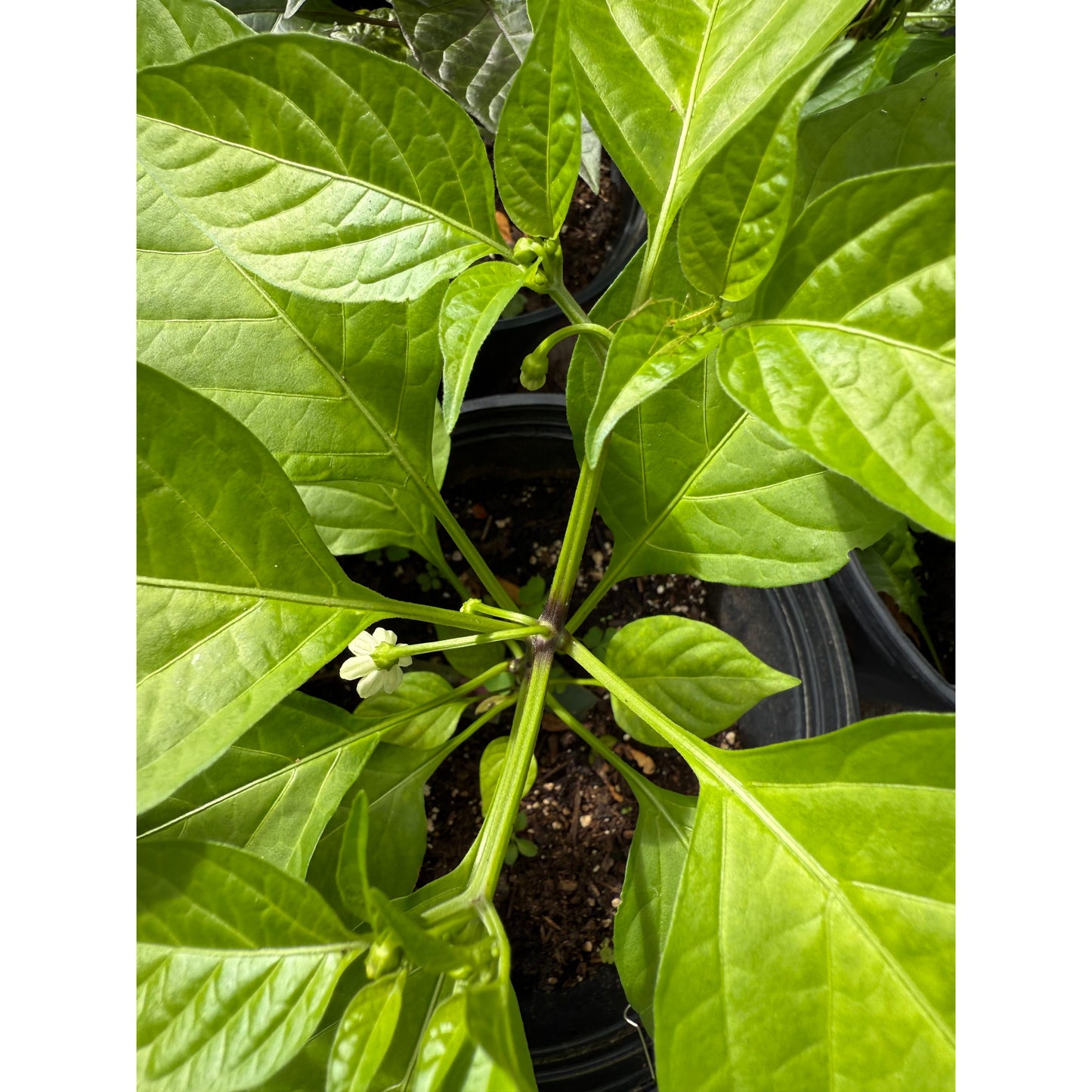 Amazon Bomb - Hot Pepper Seeds