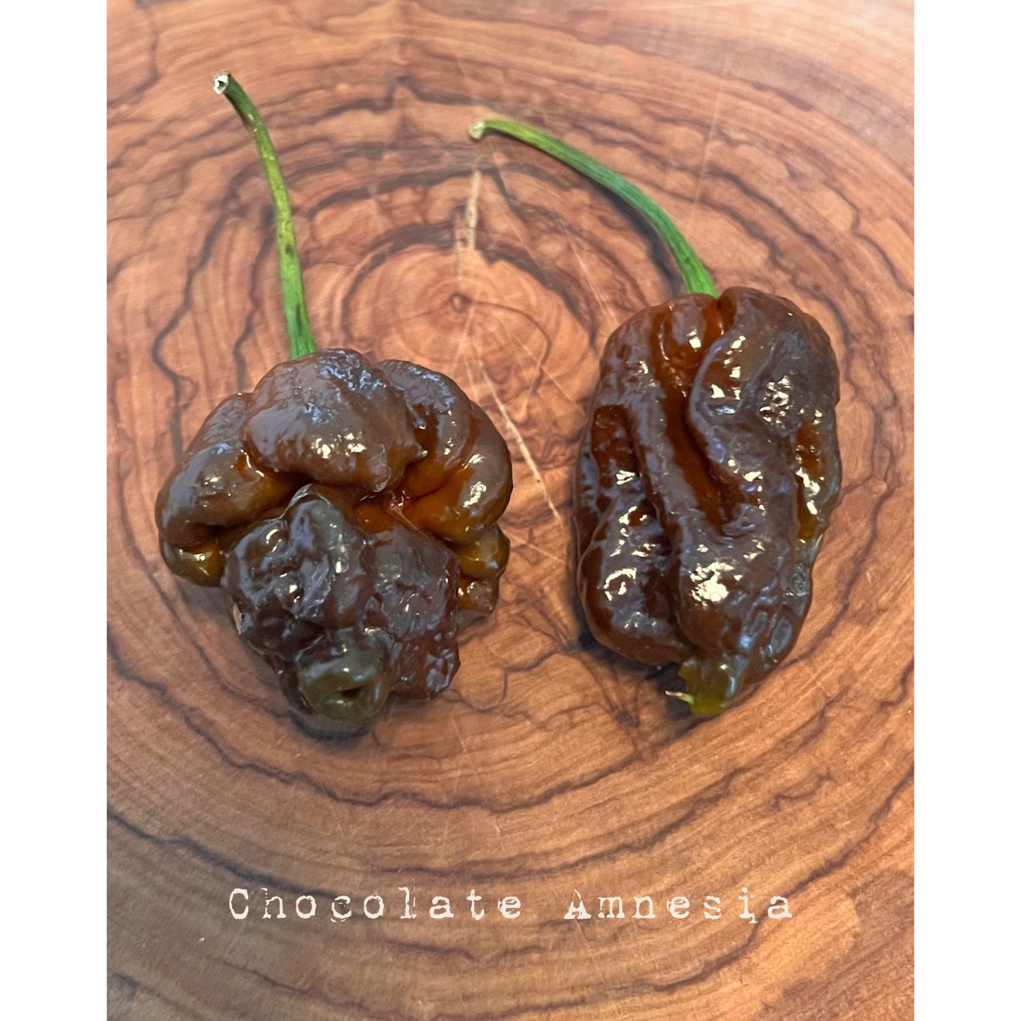 Amnesia - Chocolate - Hot Pepper Seeds