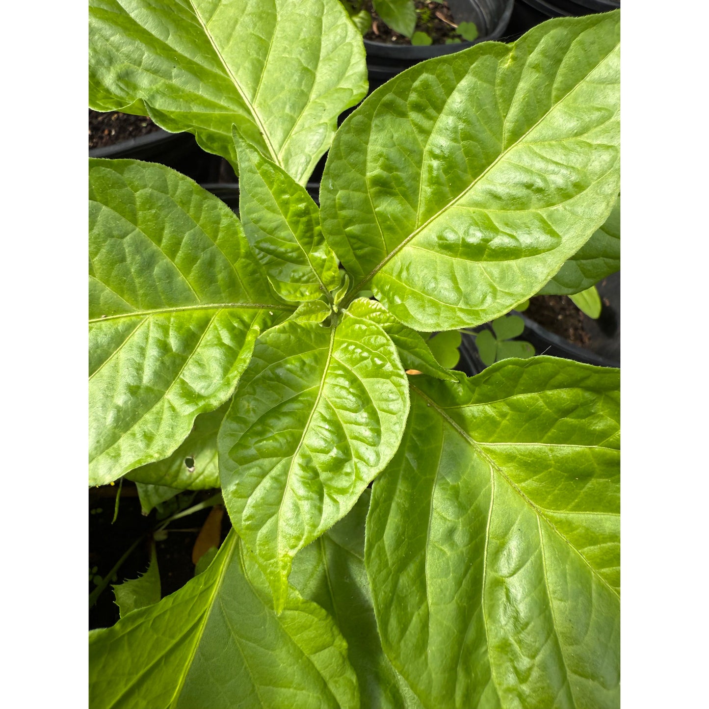 Amnesia - Chocolate - Hot Pepper Seeds