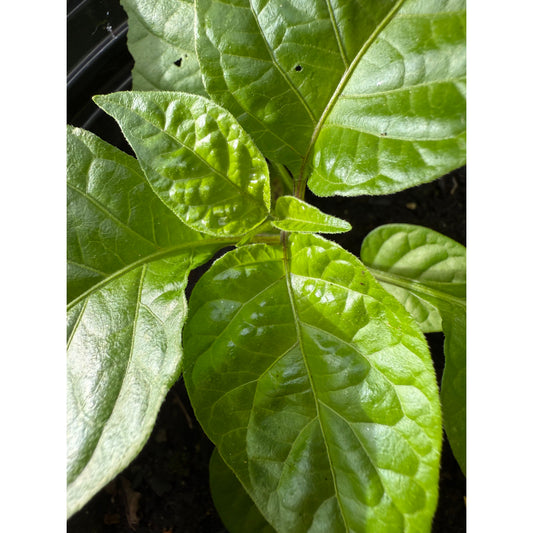Amnesia - Red Hot Pepper Seeds