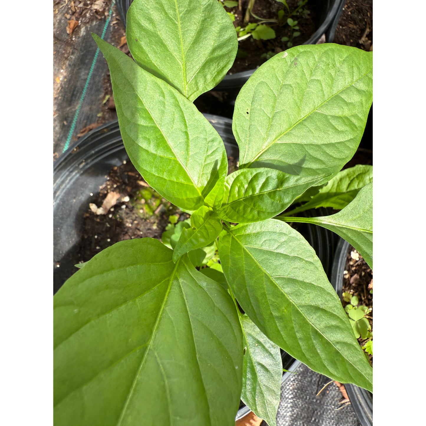 Ancho Gigantia Hot Pepper Seeds