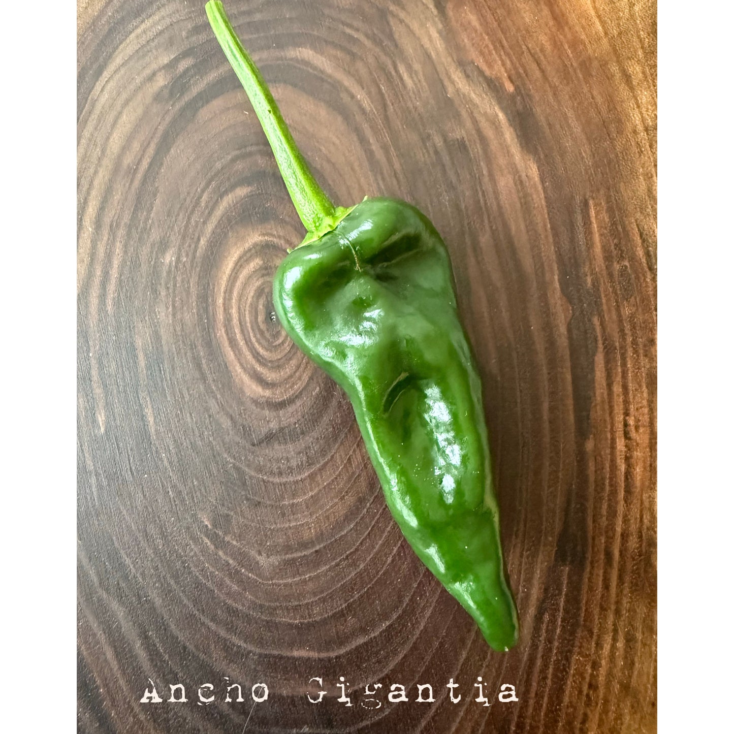 Ancho Gigantia Hot Pepper Seeds