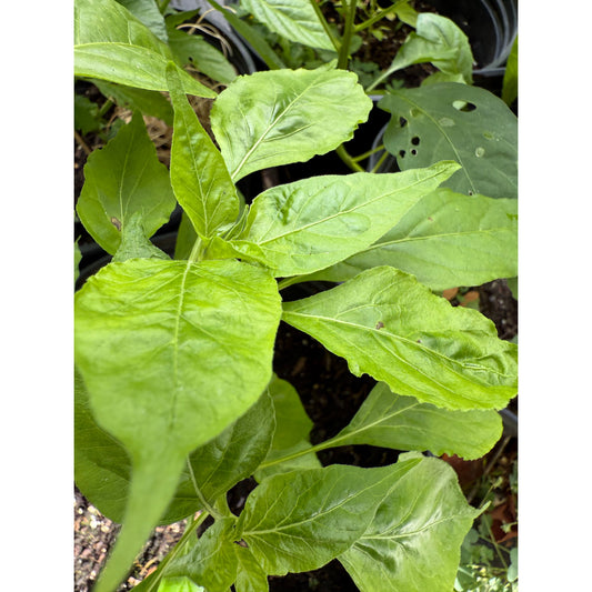 Angkor Sunrise - Hot Pepper Seeds