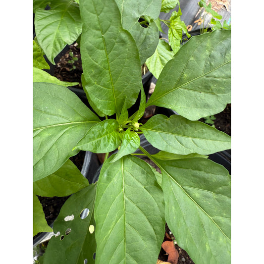 Antohi Romanian- Hot Pepper Seeds