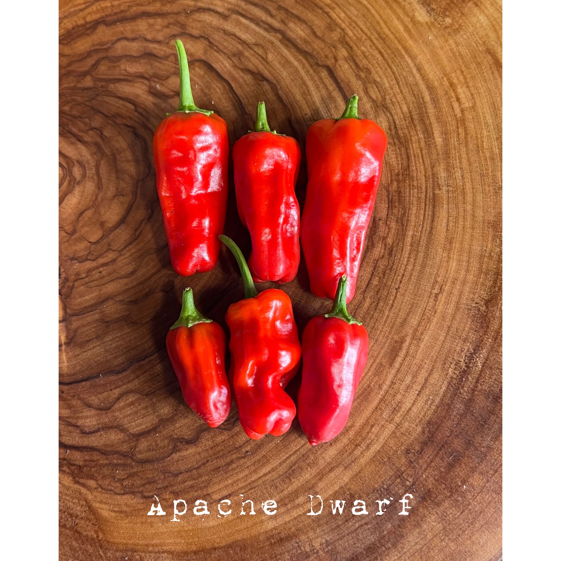 Apache Chile (Dwarf) - Hot Pepper Seeds