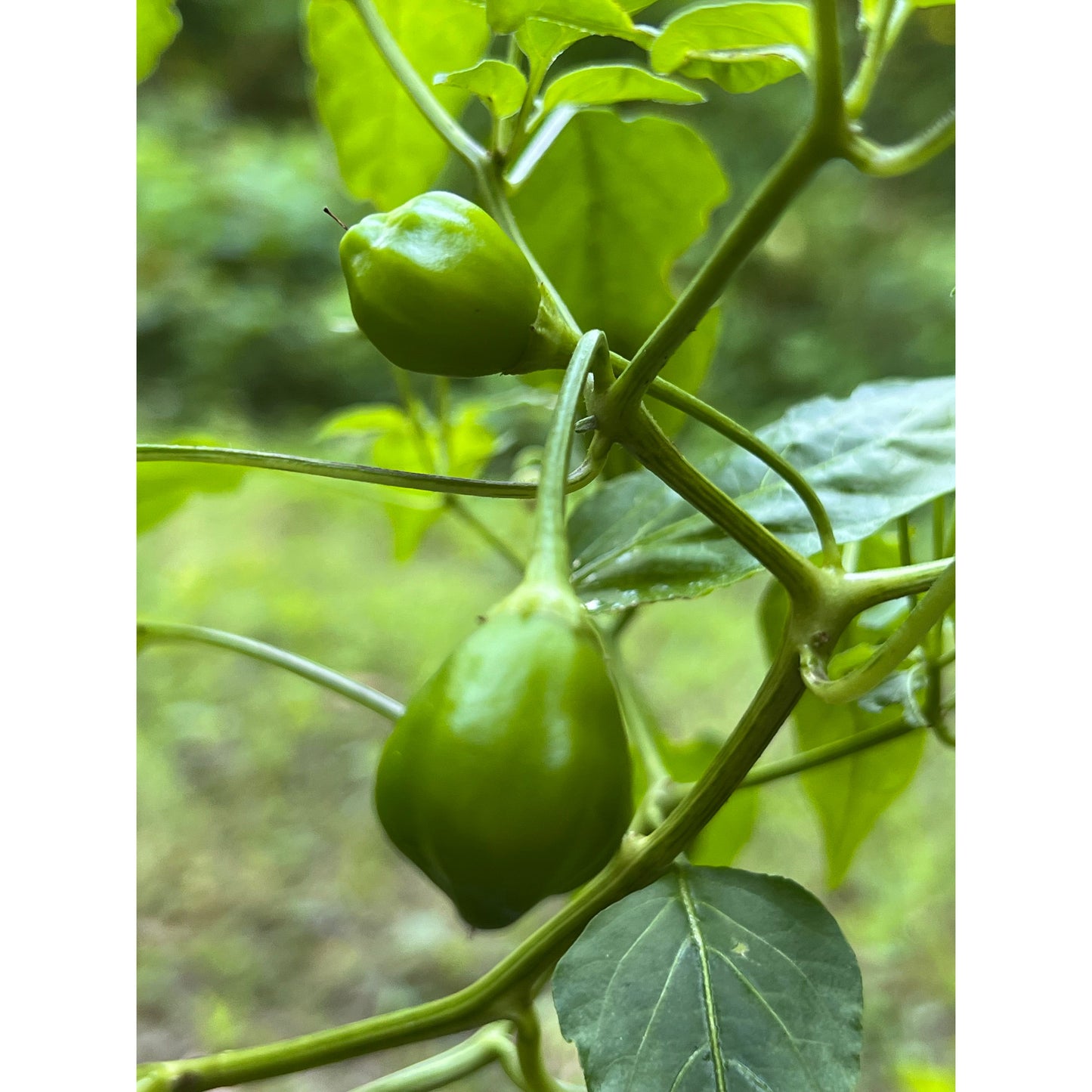 Croustillant aux pommes - Graines de piment fort