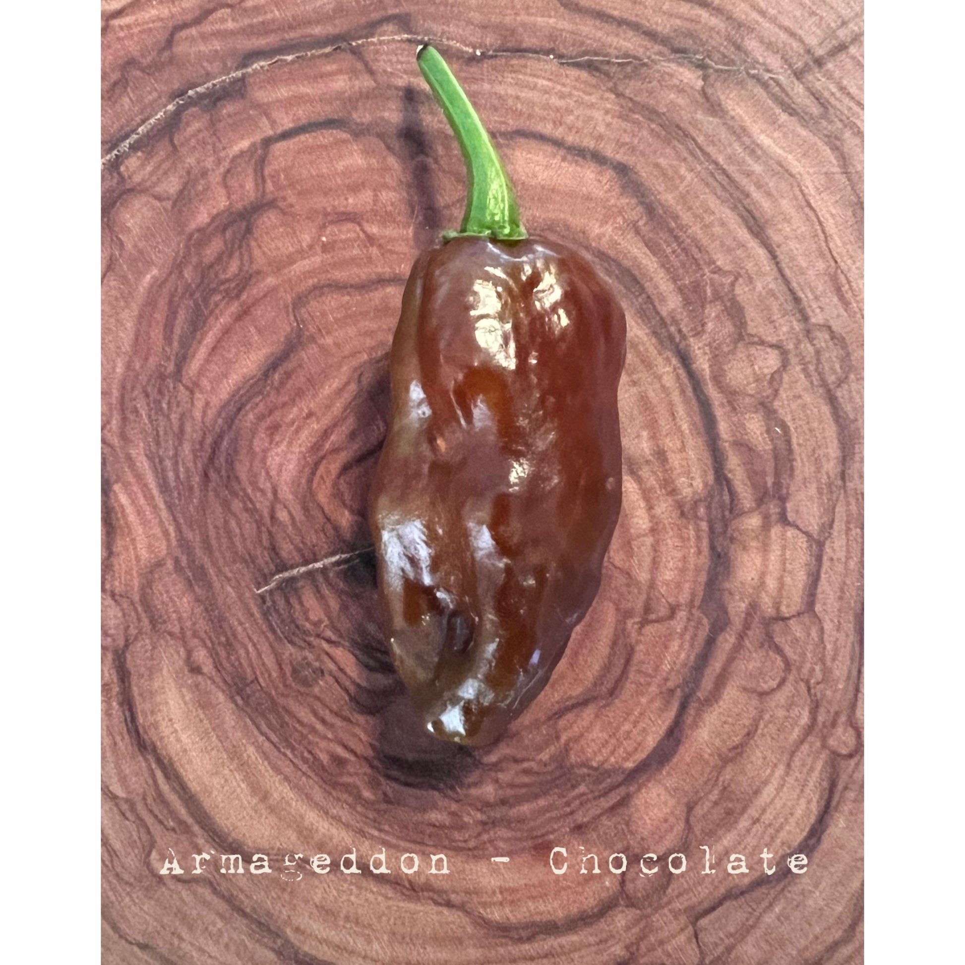 Armageddon - Chocolate - Hot Pepper Seeds