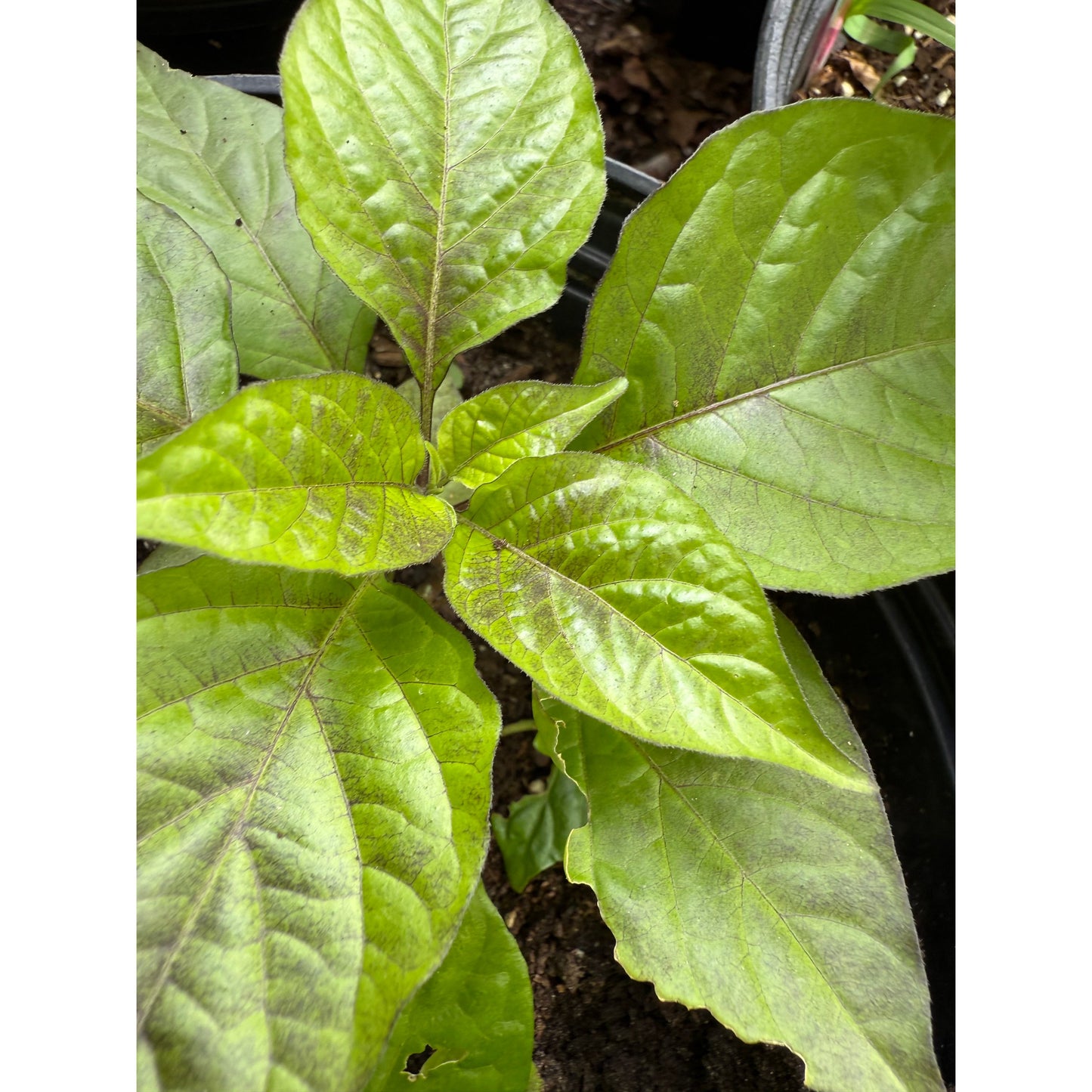 Armageddon - Chocolat - Graines de piment fort