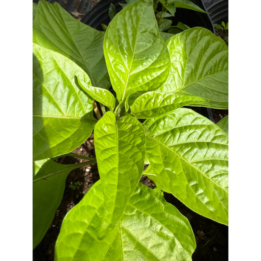 Armageddon Red Hot Pepper Seeds