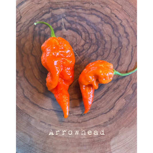 Arrowhead - Hot Pepper Seeds